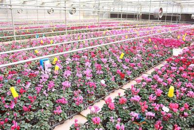 匠心織就芬芳路 以素質提升與科學種植驅動花海產業高質量發展