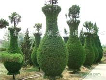 長沙長瀏園藝 打造優質綠化苗木與工程苗木的專業基地